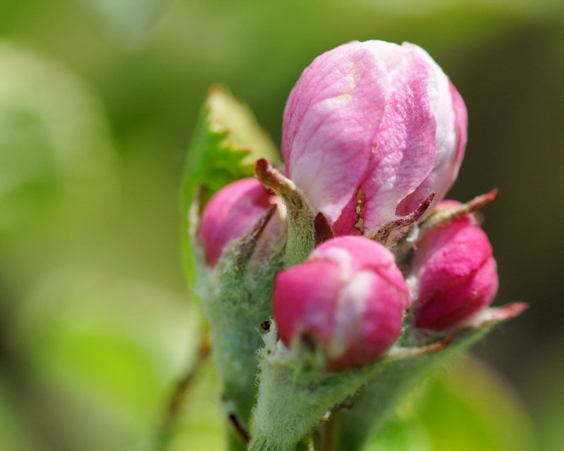 DSC01016 - Apple Blossom Time