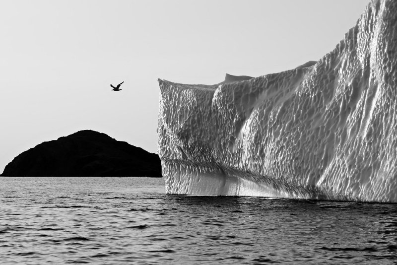 DSC01433 - Golfball Iceberg and Seagull