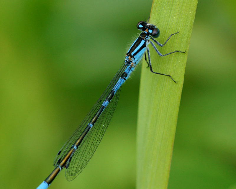 DSC09101 - Male Damselfly