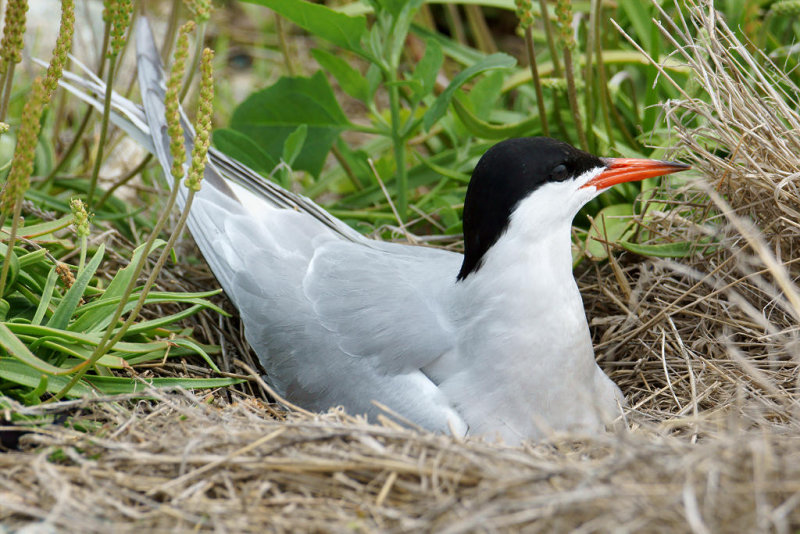 DSC06719 - Nesting Common Tern
