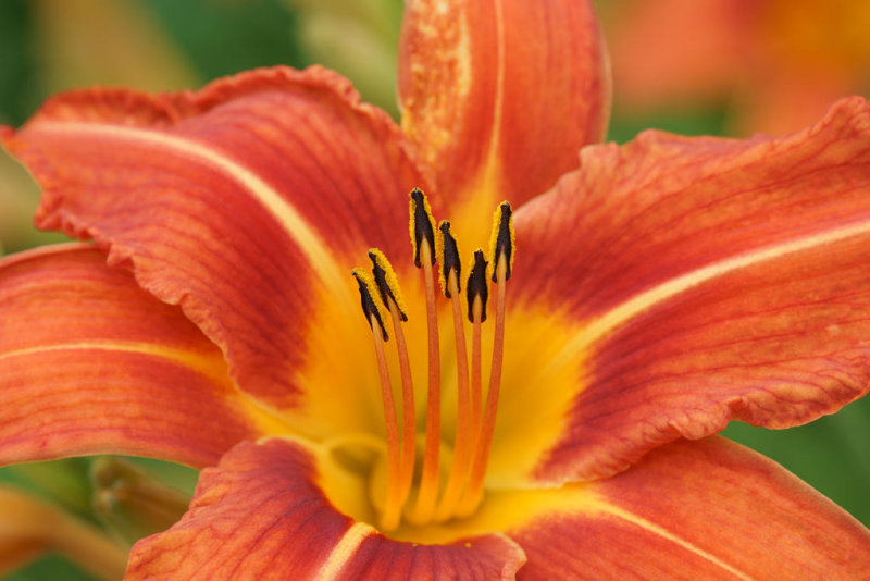 DSC07040 - Daylily