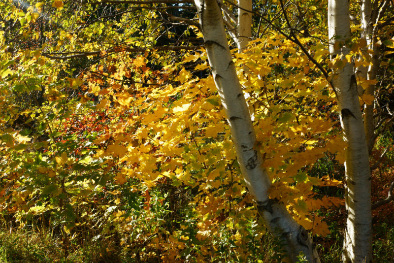 DSC07481 - Autumn Birch