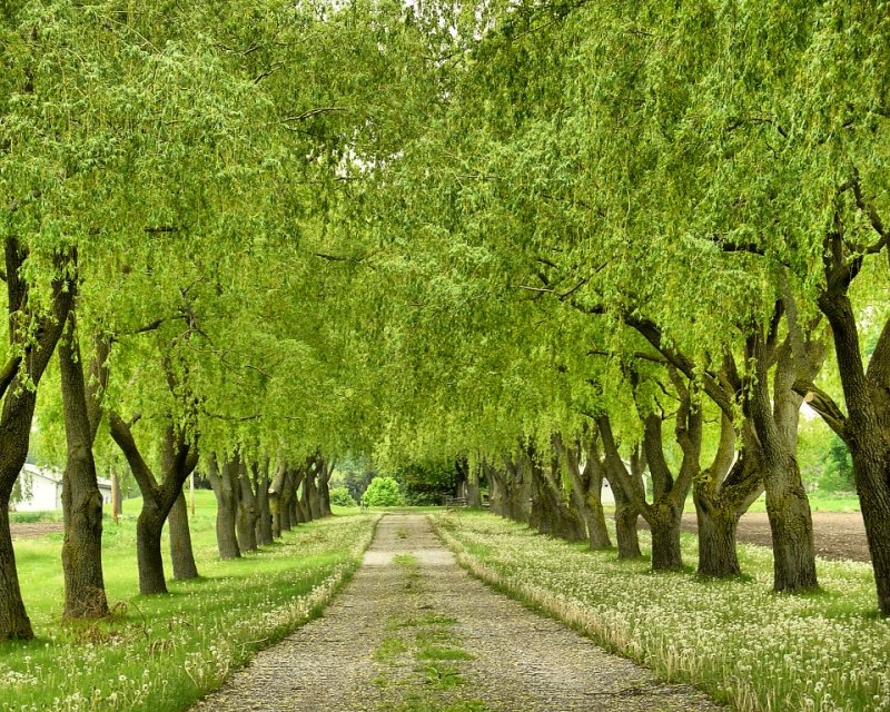 Tree-lined driveway in Richmond Hill