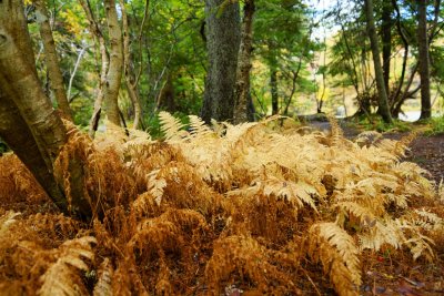 DSC05732 - Golden Ferns