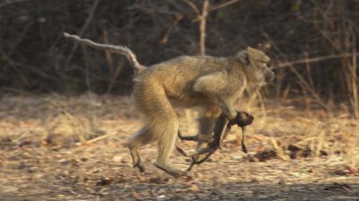 Mom and dead baby baboon (so sad)