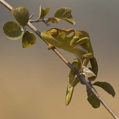 Chameleon