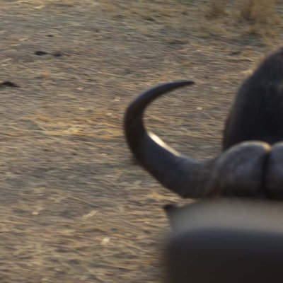 Right before the buffalo hit