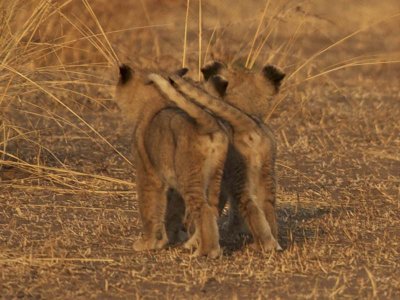 Baby lion tail snuggle