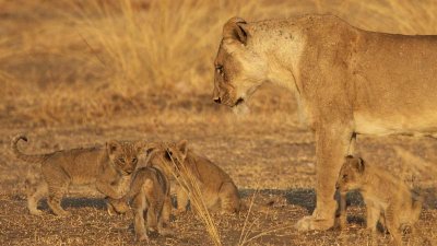 We saw a lot of lions!