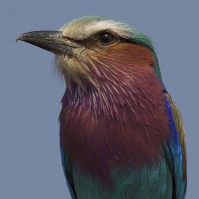 We saw birds! Lilac breasted roller