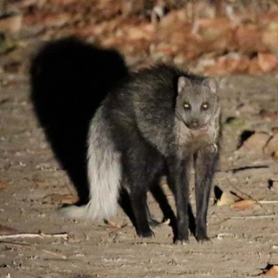 White-tailed mongoose