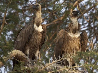 Vultures