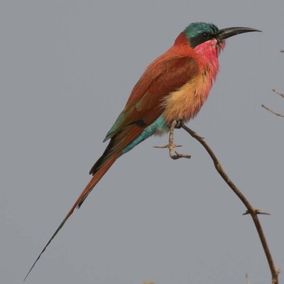 Carmine bee-eater