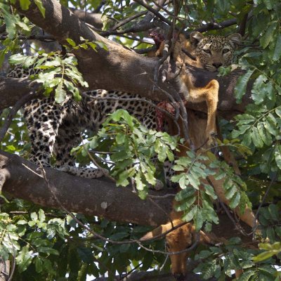 Leopardess eating an impala