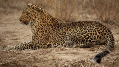 Leopardess relaxing