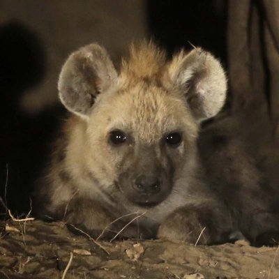 We saw hyenas!