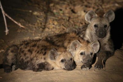 Hyena babies