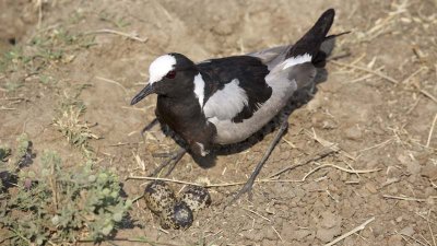 Blacksmith plover defending nest