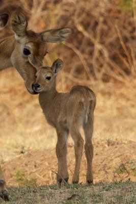Mom and baby puku