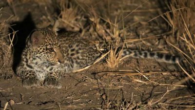 Baby leopard
