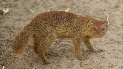 Slender mongoose