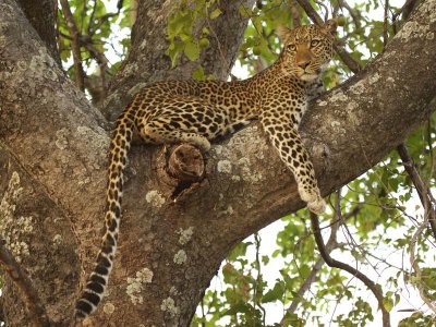 Leopard in a tree