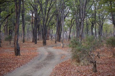 Gorgeous mopane forest