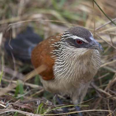 White-browed coucal