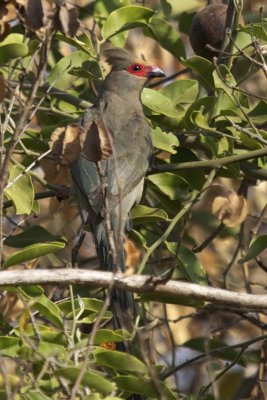Red-faced mouse bird