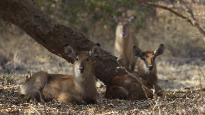 Fuzzy waterbuck