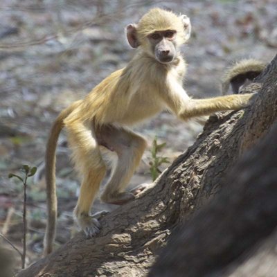 Baboon