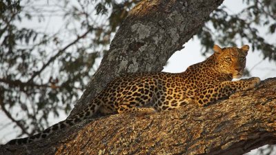 We saw a lot of leopards