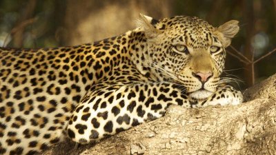 Leopardess in a tree