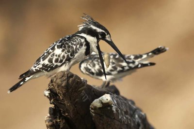 Pied kingfisher couple