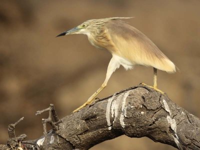Green heron dancing?