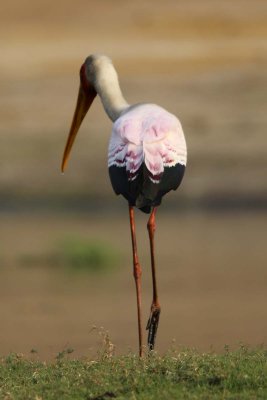 Yellow-billed stork