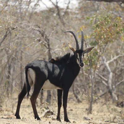 Sable