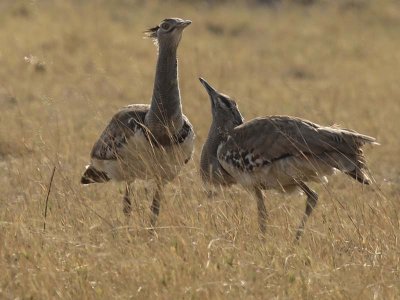 Kori bustards displaying