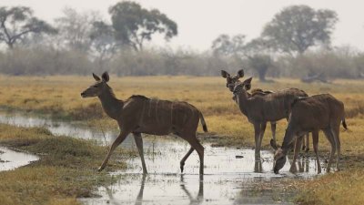female kudu