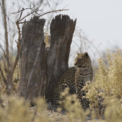 Leopard on the ground