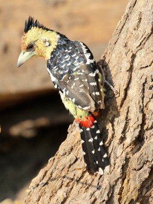 Crested barbet