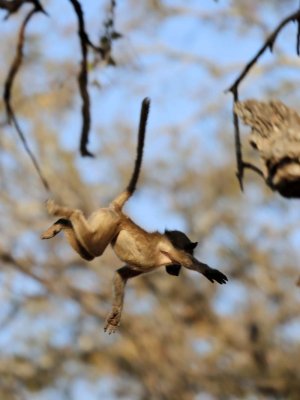 Flying baboon