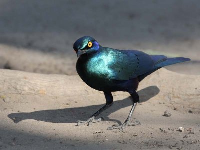 Long-tailed glossy starling