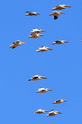 Great white pelicans