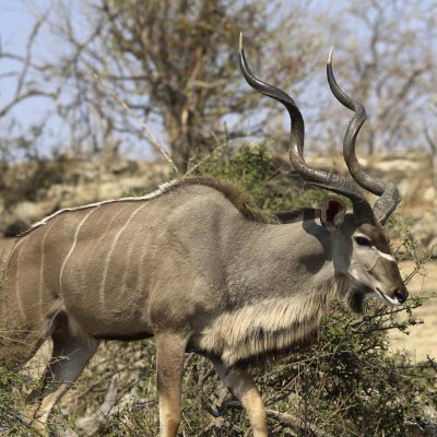 Male kudu