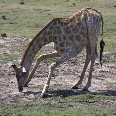 Giraffe eating