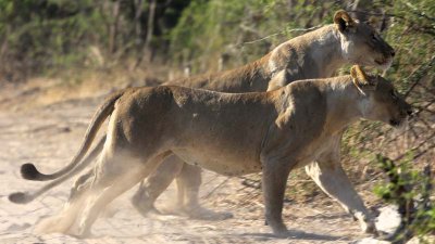Lionesses