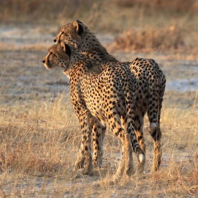 We saw cheetahs!