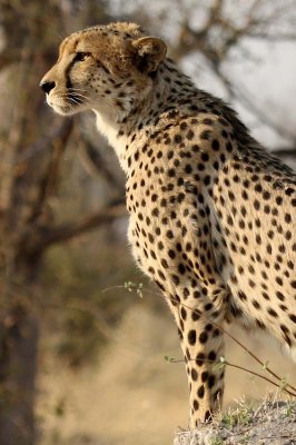 Cheetah hunting