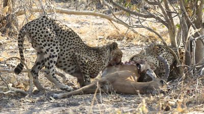 Cheetah eating